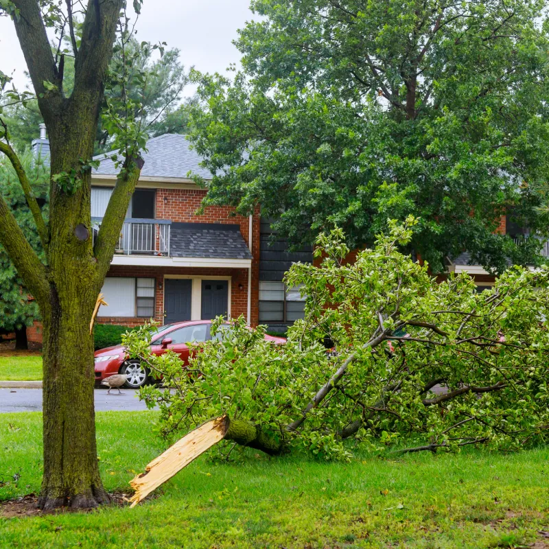 Emergency Tree Services 1