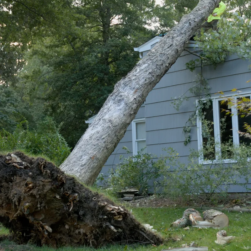 Emergency Tree Services