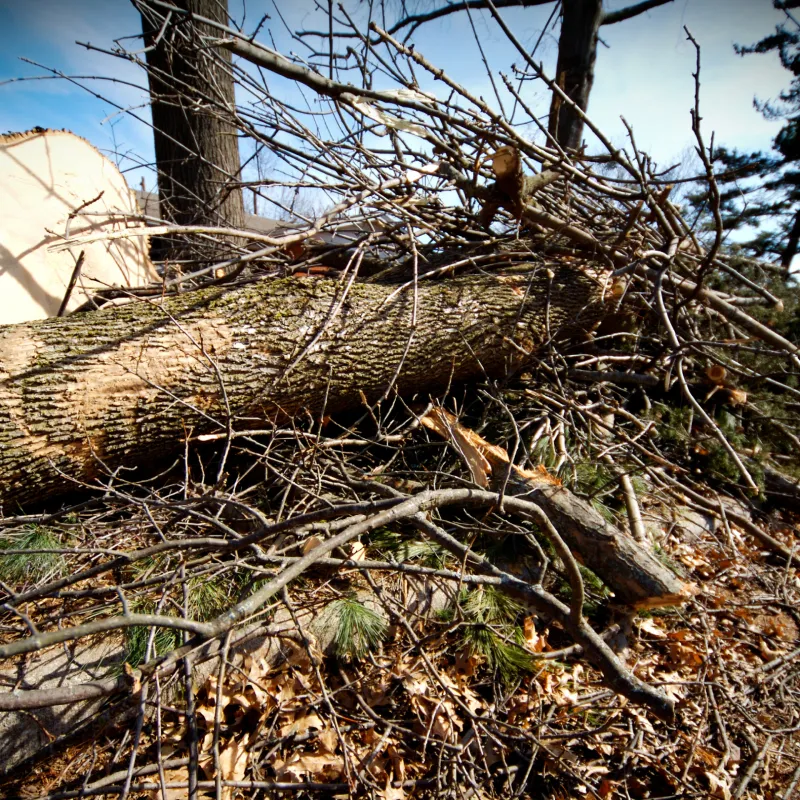 Residential Lot Clearing & Brush Removal