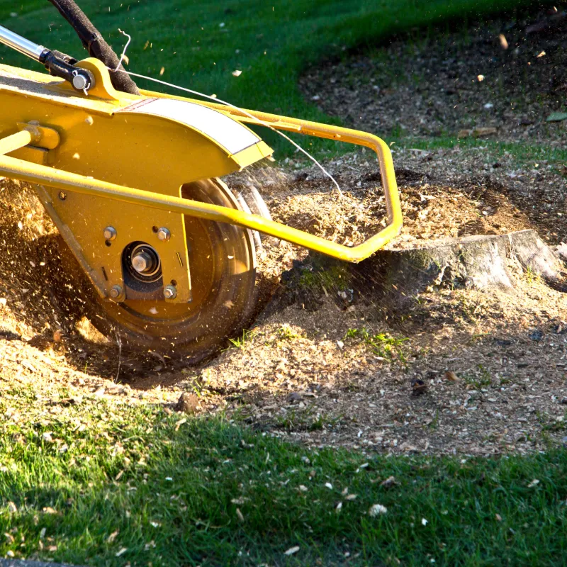Stump Grinding & Stump Removal 1