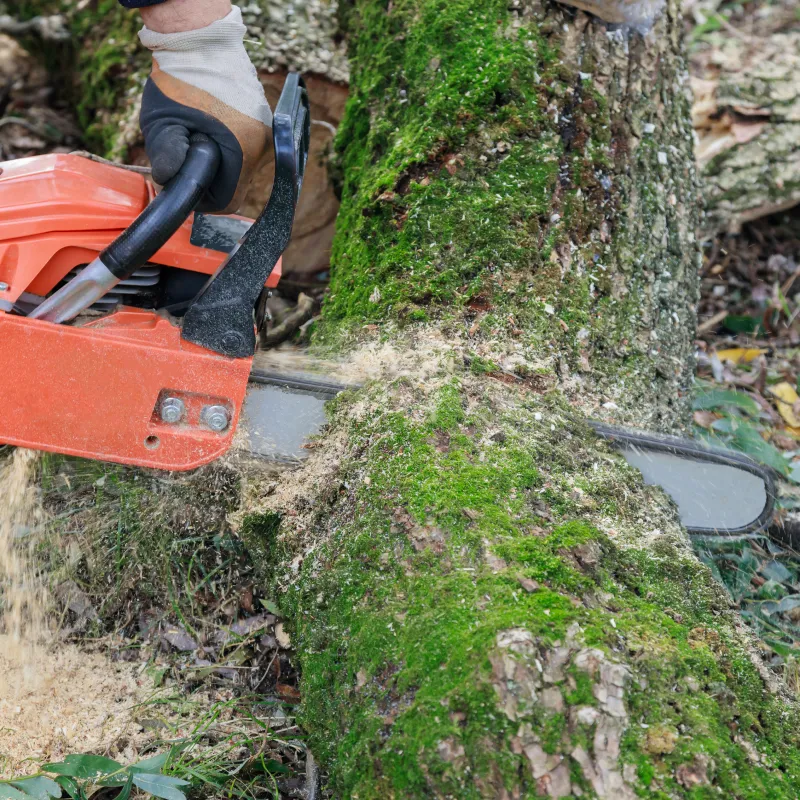 Tree Removal