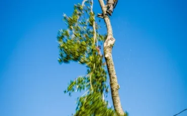 Tree Services in Pace, FL, and Across Northwest Florida (2)